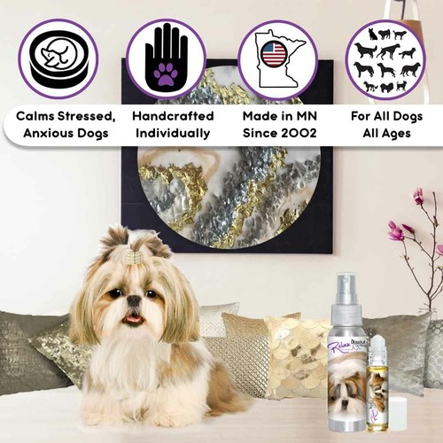 Shih tzu relax - shih, dog